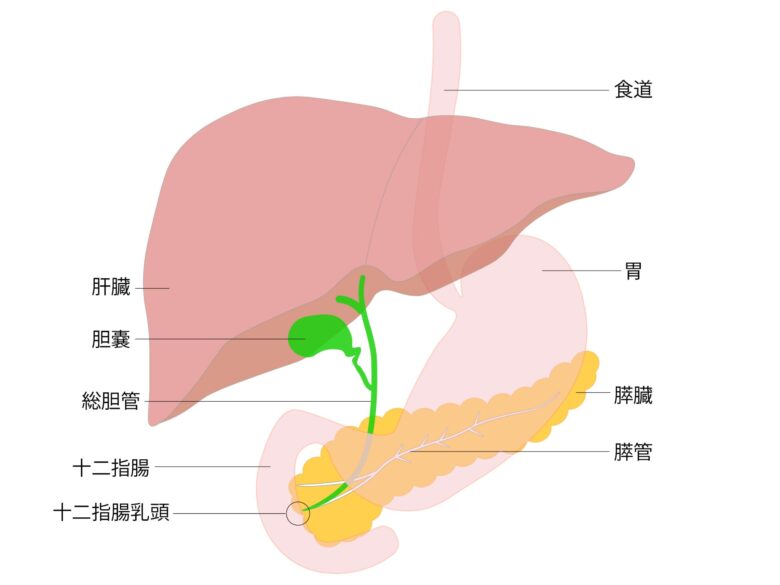 膵臓